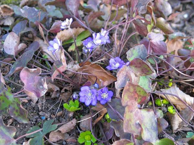 haquetia-hepatica.jpg