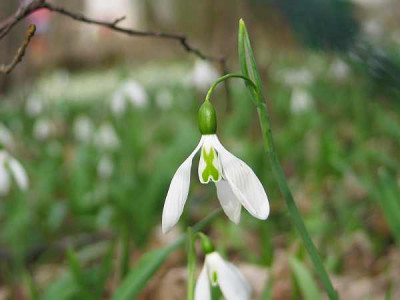 Galanthus.plicatus-axel1.jpg