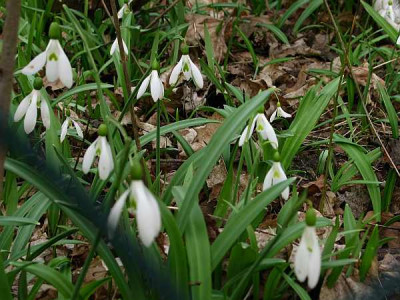 Galanthus.plicatus-axel2.jpg