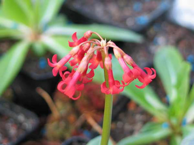 primula-maximowizii-axel.jpg