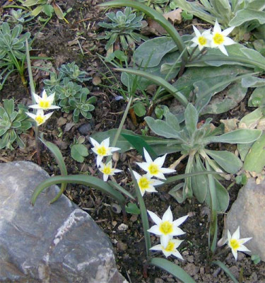 tulipa-biflora-250310.jpg