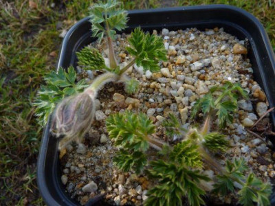 Pulsatilla_Baykal.jpg