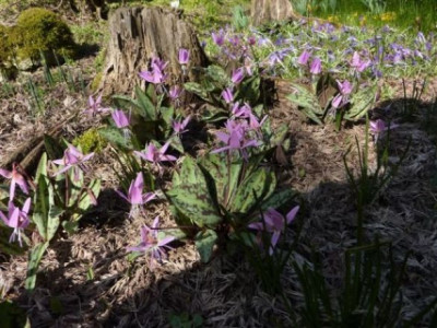 Erythronium_dens_canis.jpg