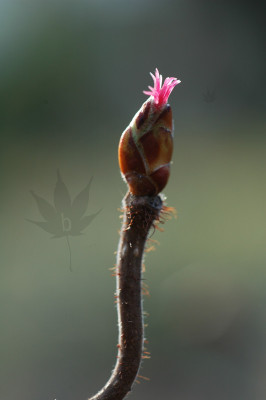 corylus_avellana_contorta_0.jpg