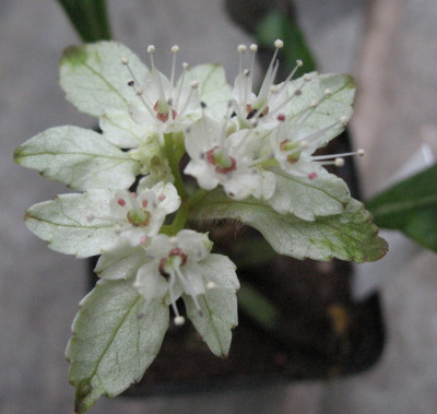 Chrysosplenium_macrophyllum__23..3.10._047.jpg