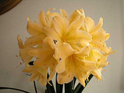 14.8._gelbe_Klivie_alt_ganz_21.3.2010.jpg