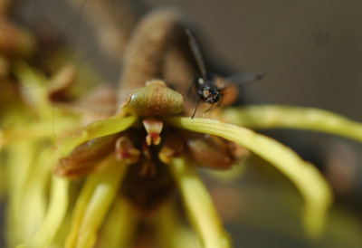 Hamamelis_intermedia_insekt.jpg