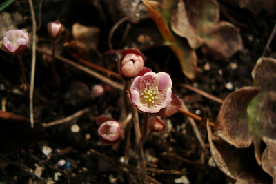 hepatica_rosaweiss.jpg