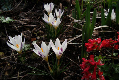 silberlack-krokus.jpg