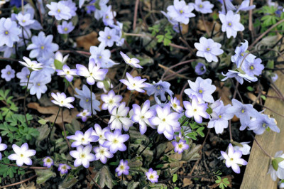DSC_A.H.3.jpg