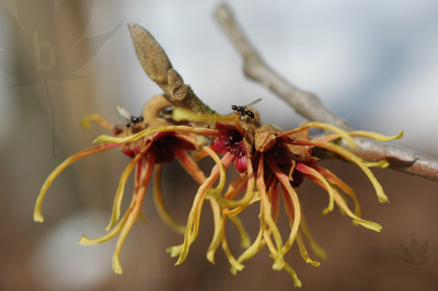 Hamamelis_intermedia_Feuer2.jpg