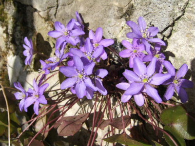 DSCF0029.JPG