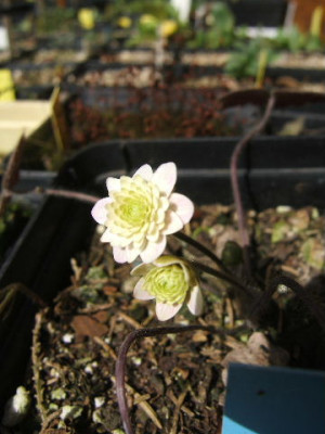 DSCF0043.JPG