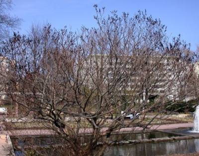 Salix_melanostachys002.jpg
