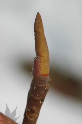 magnolia_hypoleuca_01.jpg