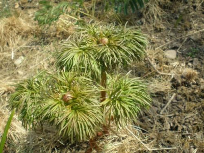 Paeonia_ten.jpg
