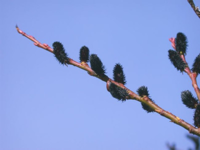 Salix_melanostachys_2003.jpg