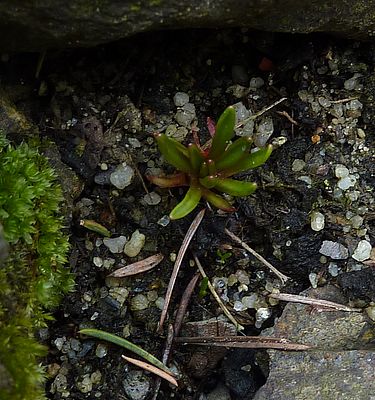 Lewisia_nevadensis_fars_2010.jpg