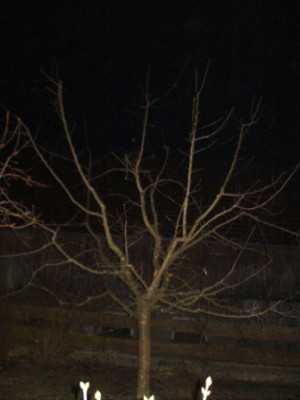 DSC01537.JPG