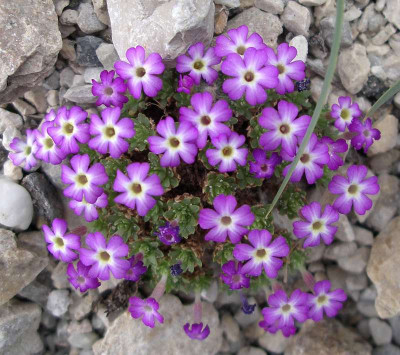 comp_Dionysia_bryoides.jpg