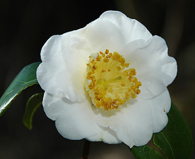 DSC_0856-K.jpg