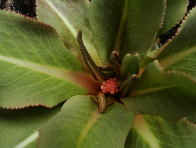 primula_m.jpg