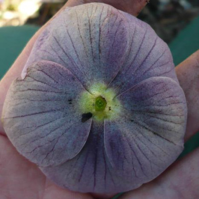 H_purp2.jpg