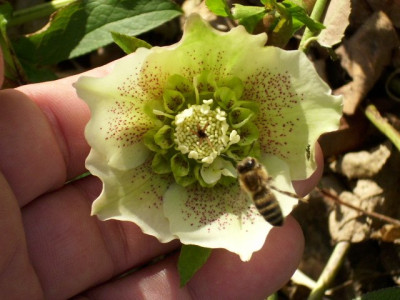 bienenanemone.jpg