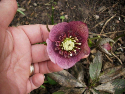 rosa_anemone.jpg