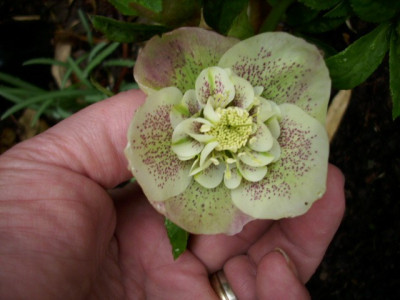 anemone_mit_frostschaden.jpg