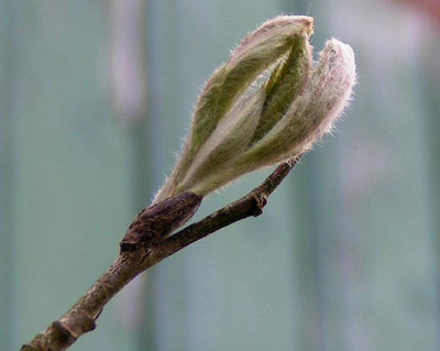 Sorbus_aucu_270305.jpg