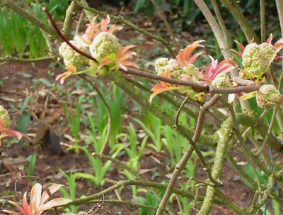 Samb_racemosa_plumosa_aurea_260305.jpg