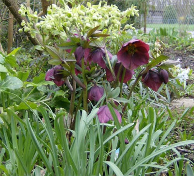 Helleborus-metallic-blue-28.jpg