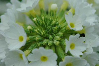 DSC_0008_Weisse_Kugelprimel1.jpg