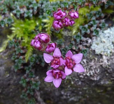Saxifraga_oppositifolia_Hybride_1_fars_2010.jpg