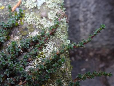 Saxifraga_oppositifolia_Hybride_2_fars_2010.jpg