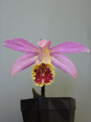 Pleione_Harlequin_800x800_80KB.jpg
