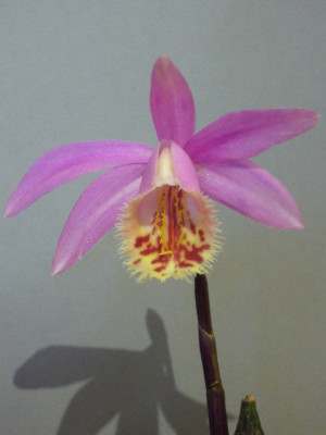 Pleione_Irazu_Cheryl_800x800_80KB.jpg