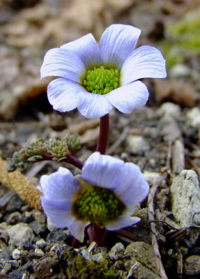 DSCF0182_eCallianthemum_farreri.JPG