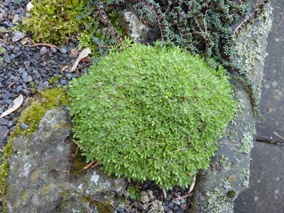 Draba_sowieso_fars_2010.jpg