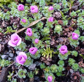 Saxifraga_oppositifolia_fars_2010.jpg