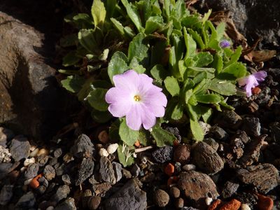 Primula_allionii_fars_2010.jpg