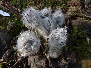 Pulsatilla_unbekannt_fars_2010.jpg