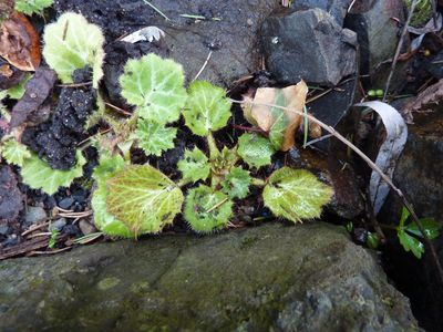 Saxifraga_stolonifera_fars_2010.jpg