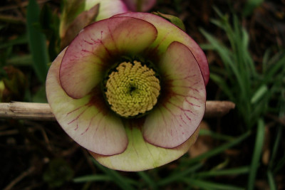 schmiemann_picotee2010.jpg