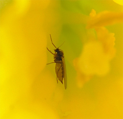 Minifliege.jpg