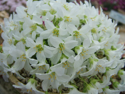 DSCF0145.JPG