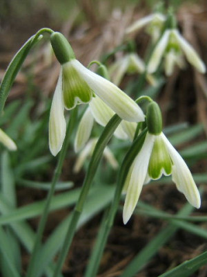 DSCF0073.JPG