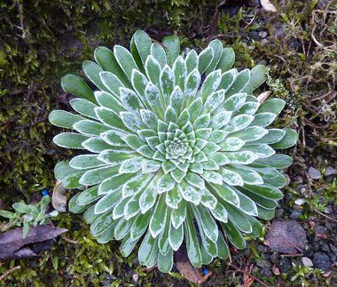 Saxifraga_Hybride_fars_2010.jpg