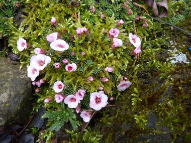 Saxifraga_Kabschia_Hybride_fars_2010.jpg